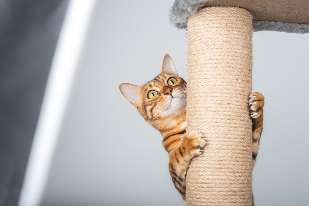 Cat Products
