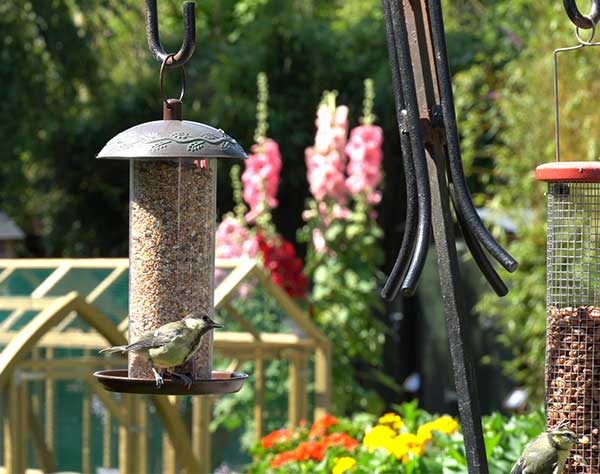Bird Supplies