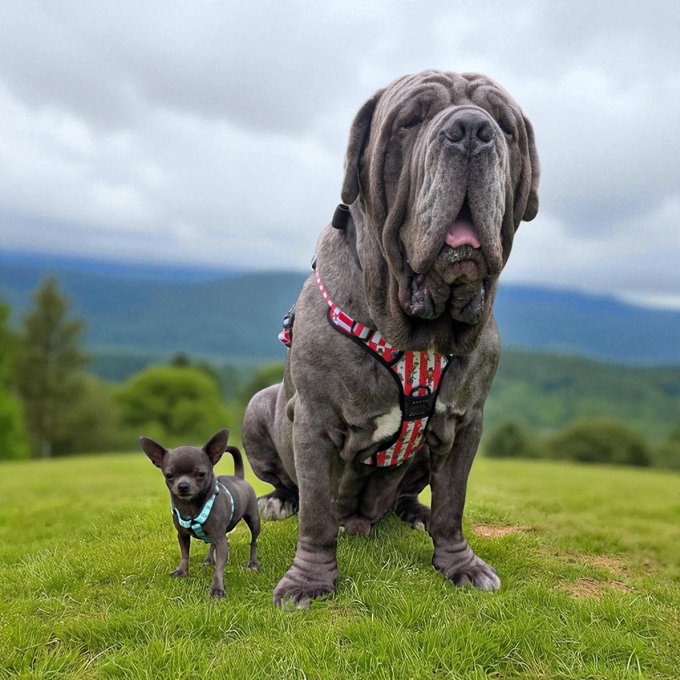 Dog Accessories