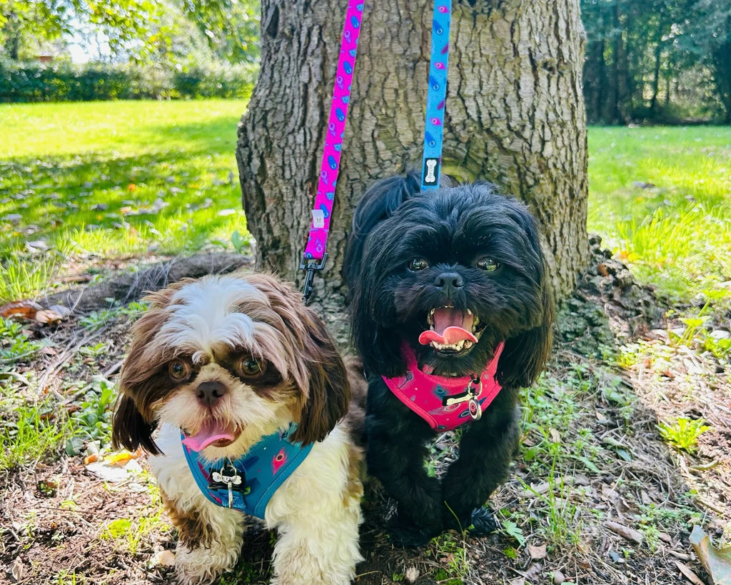 Power Peacock Step-In Adjustable Dog Harness (blue) 🦚💙
