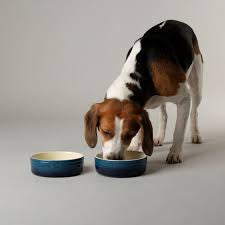 Scruffs Ombrè Pet Food and Water Bowl