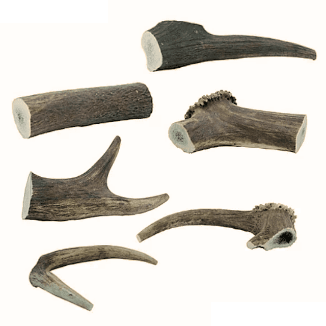 The Wild Antler Co Medium Deer Antler