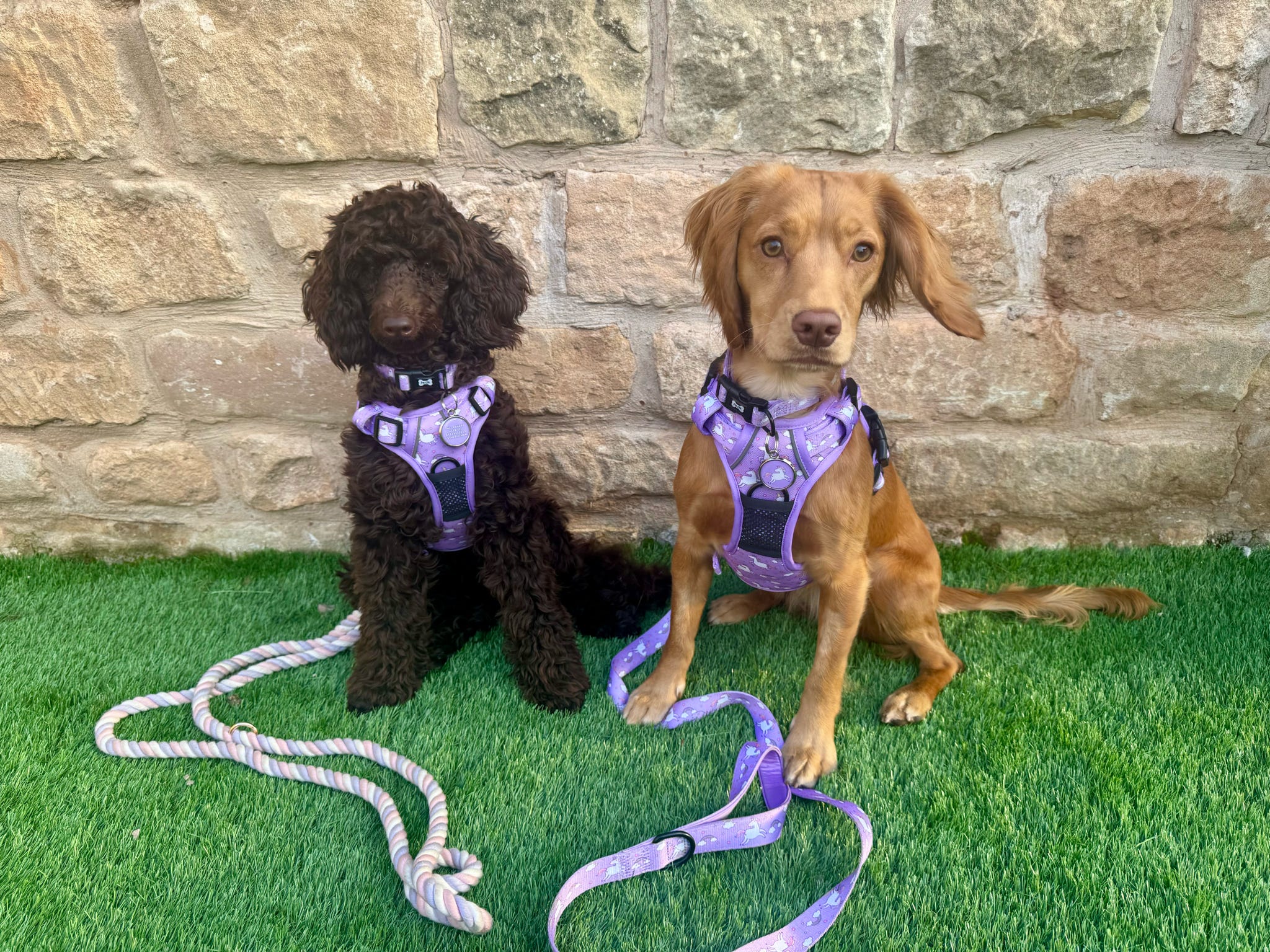 Pup Chic Daydreams & Unicorns Tactical Dog Harness