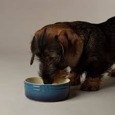 Scruffs Ombrè Pet Food and Water Bowl