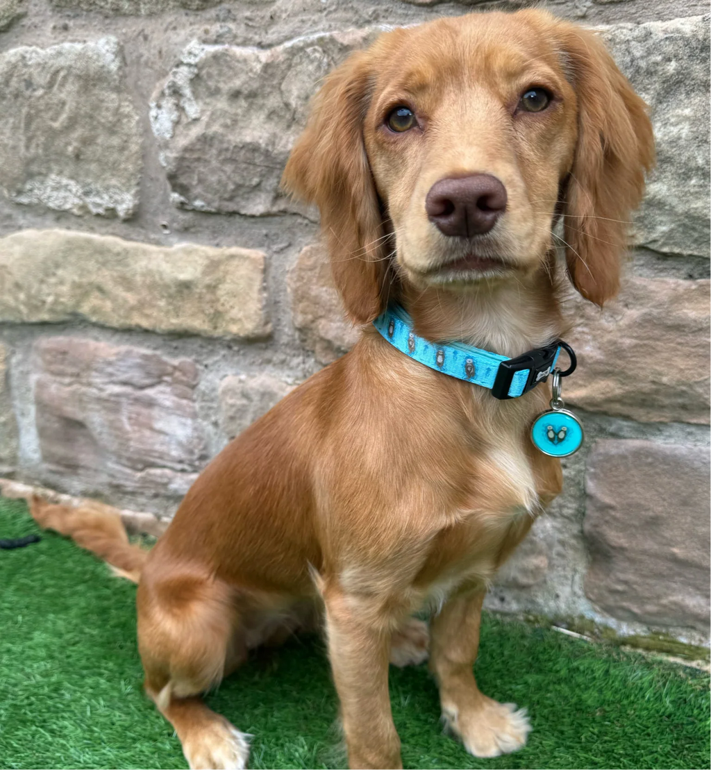 Otterly Lovely Dog Collar 🦦