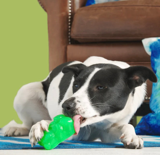 BARK! Munchie the Bear Dog Toy