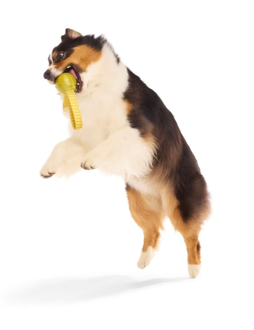 BARK! Harry Potter Golden Snitch Dog Toy