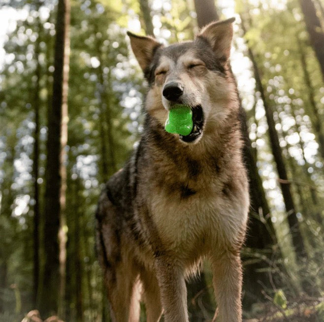BARK! Munchie the Bear Dog Toy
