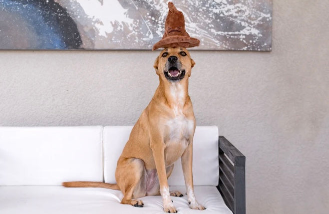 BARK! Harry Potter Sorting Hat Dog Toy