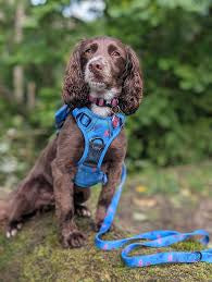 Pup Chic Peacock Power Tactical Harness (blue)