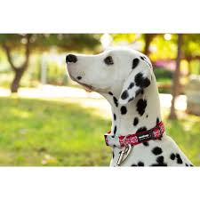 Red Dingo Union Jack Flag on Red Dog Collar