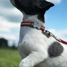 Red Dingo Rainbow Red Dog Collar