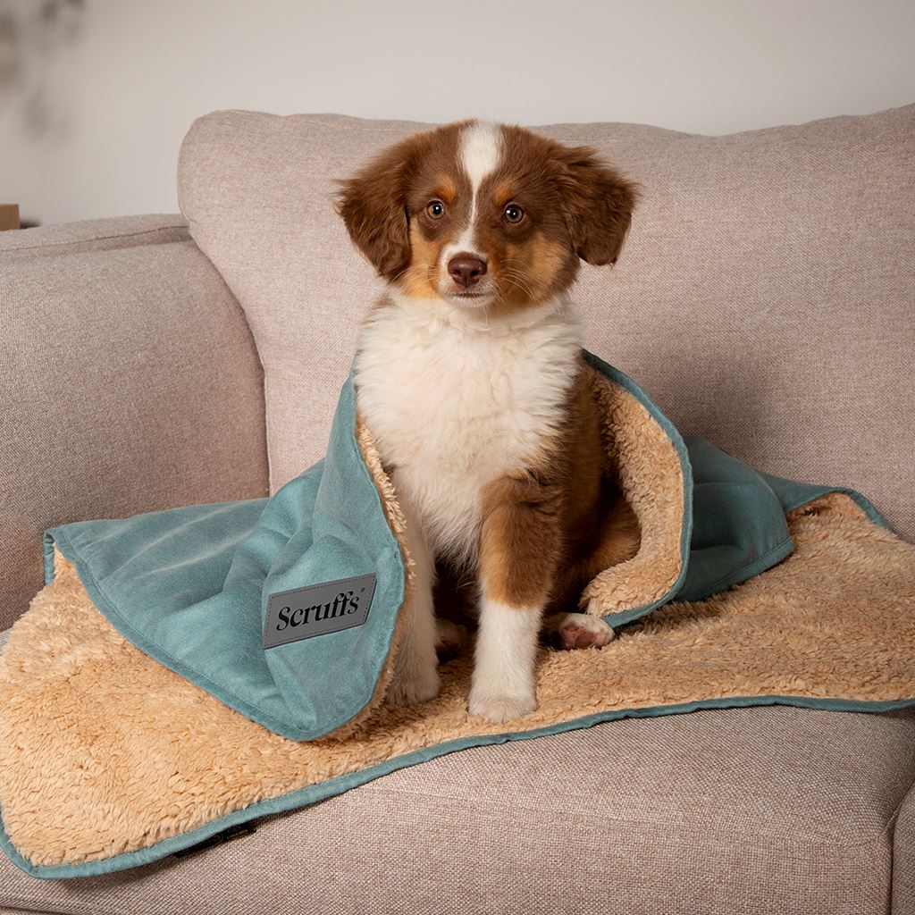 Scruffs Snuggle Blanket Assorted Colours
