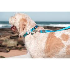 Red Dingo Turquoise Collar