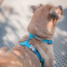 Red Dingo Turquoise Harness