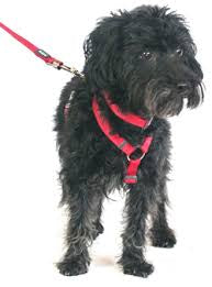 Red Dingo red Harness