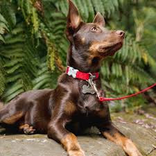 Red Dingo Red Collar