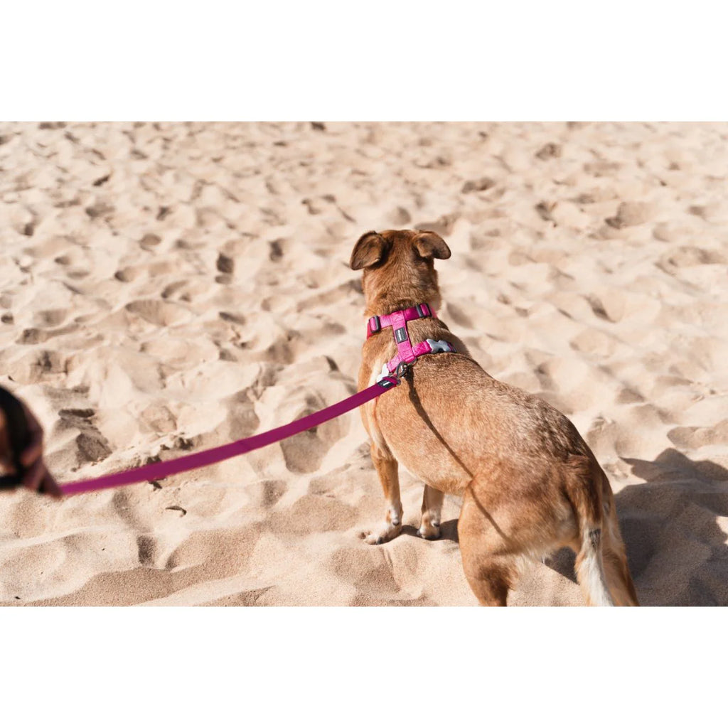 Red Dingo Hot Pink Harness