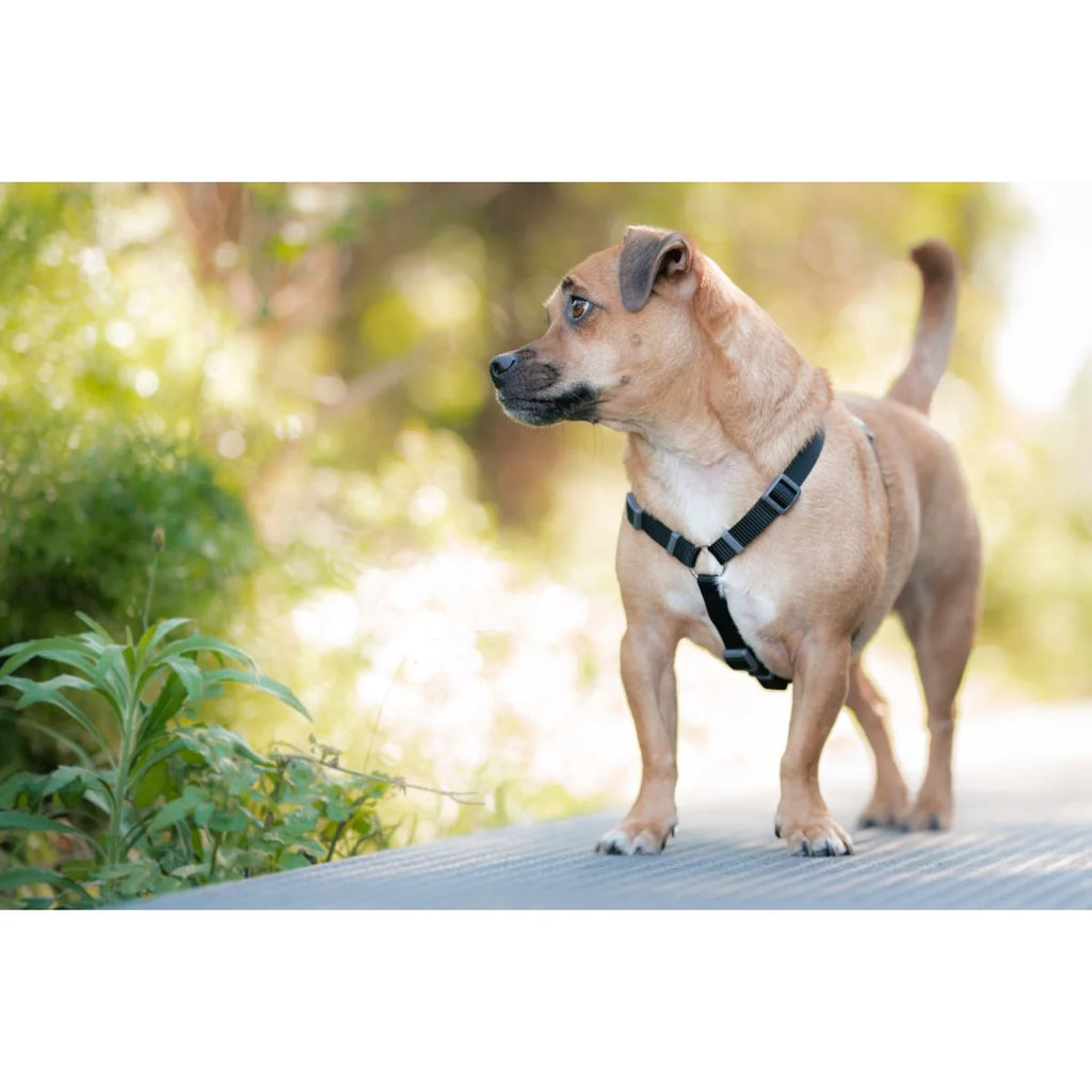 Red Dingo Black Harness
