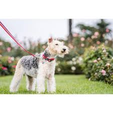 Red Dingo Rainbow Red Dog Lead