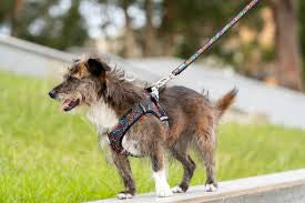 Red Dingo Black Squiggles Dog Lead Small