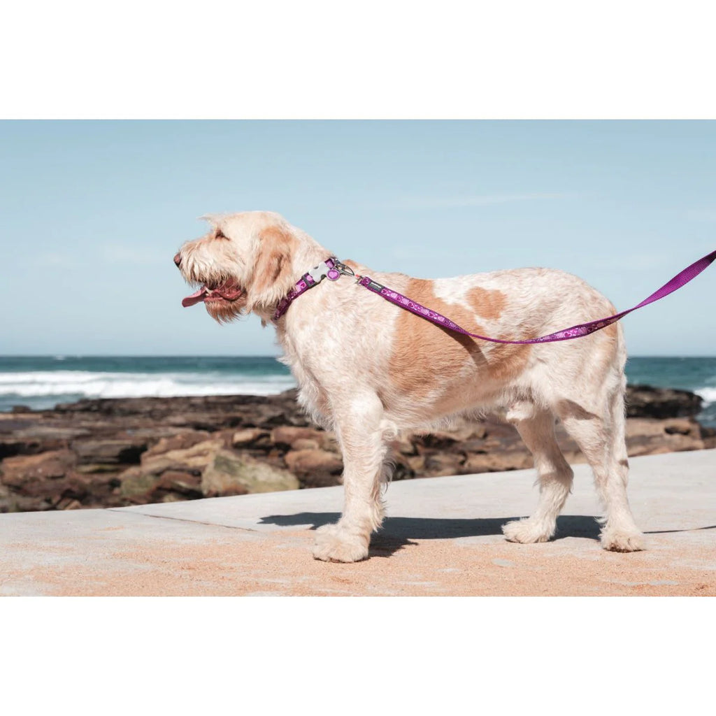 Red Dingo Purple Breezy Love Dog Lead