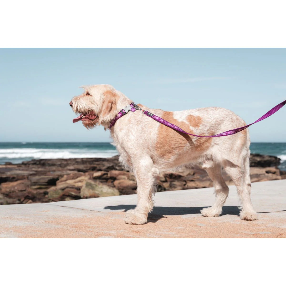 Red Dingo Purple Breezy Love Dog Lead