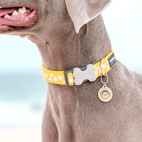 Red Dingo Dog Collar Yellow With White Spots