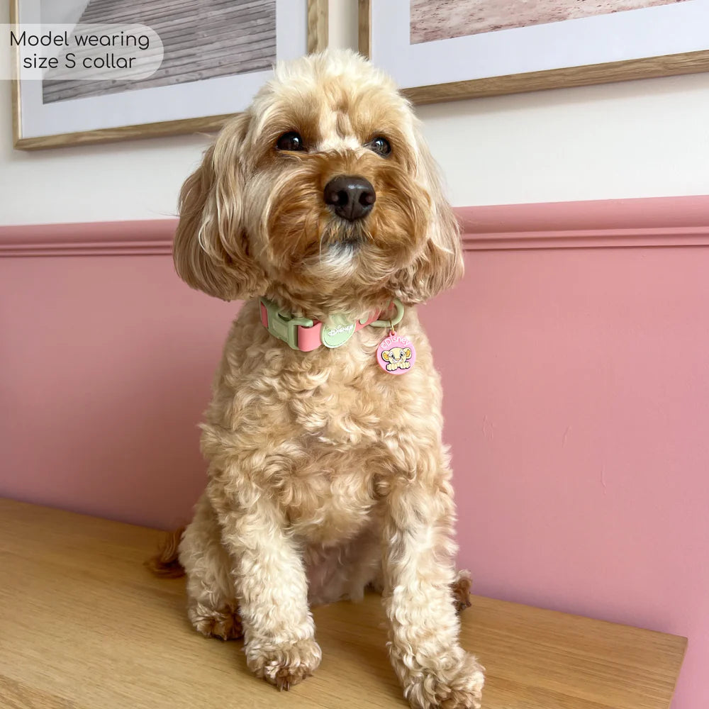 Pawsome Paws Boutique Waterproof Nala Collar