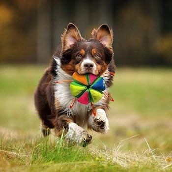 Nerf Dog Plush Squeak and Crunch Wedge Ball with Straps 5.9in Blue/Green/Orange/Pink