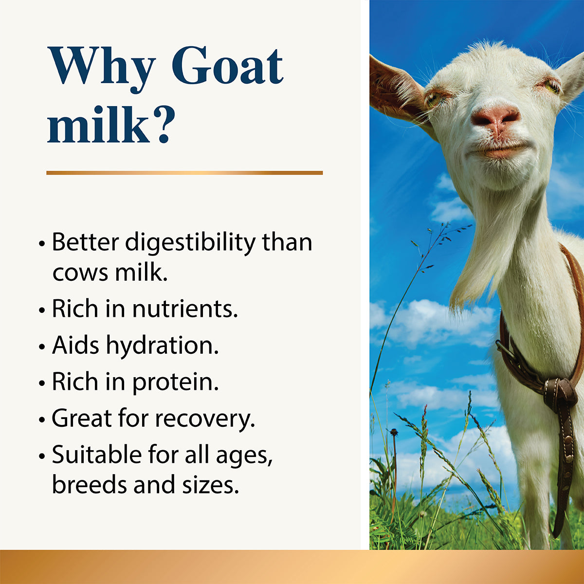 Karnlea Goat Milk Plus Pro & Postbiotics Powder for Dogs and Cats 200g