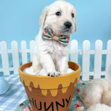 Pawsome Paws Winnie the Pooh Gingerbread Sailor Bow