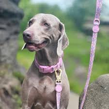 Pawsome Paws Boutique Nala Lead
