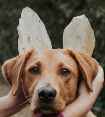 Anco Cow Ears