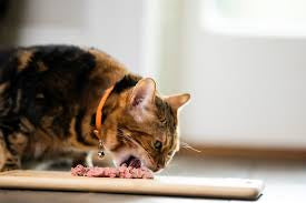 Bella and Duke Raw Cat/Kitten Chicken & Lamb