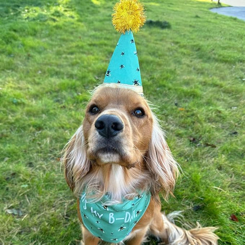 Ancol B-day Hat and Bandana