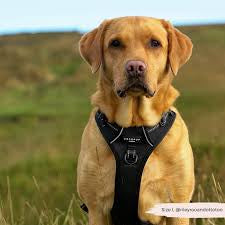 Cocopup Explore Harness - NAKD Liquorice