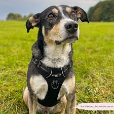 Cocopup Explore Harness - NAKD Liquorice