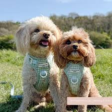 Cocopup Explore Harness Silly Goose
