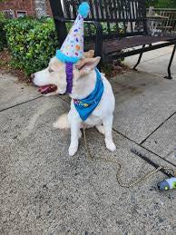 BARK Party Pooper Hat
