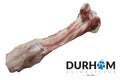 Durham Jurassic Bone