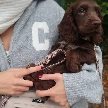 Cocopup Dog Lead - Pup Plaid