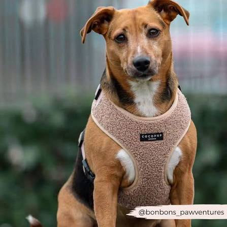 Cocopup Teddy Adjustable Neck Harness - Rupert