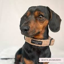 Cocopup Teddy Collar - Rupert