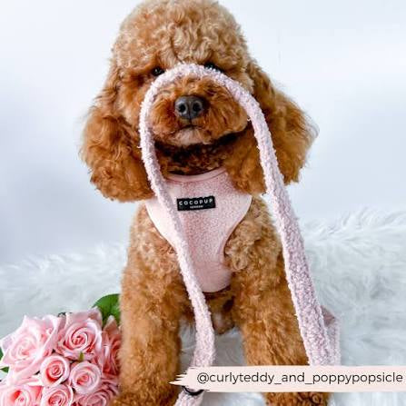 Cocopup Teddy Lead - Love-a-Lot