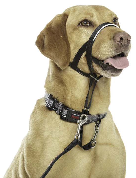 COA Red Halti Headcollar