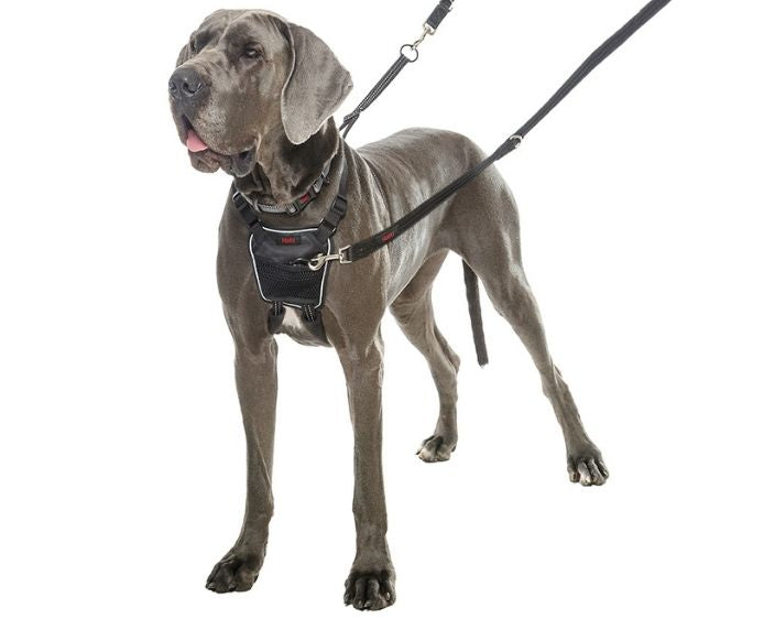 COA Halti No Pull Harness Blue