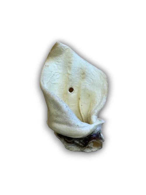 Anco Natural Meaty Cow Ear
