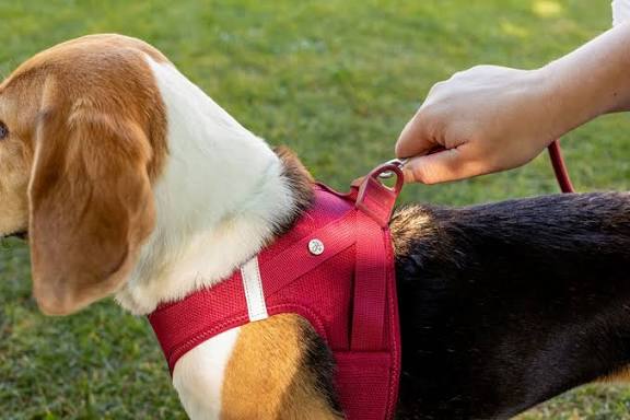 Curli Vest Dog Harness Clasp Air-Mesh Red Extra Small