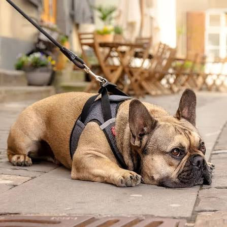 Curli Vest Dog Harness Merino Clasp Black Small